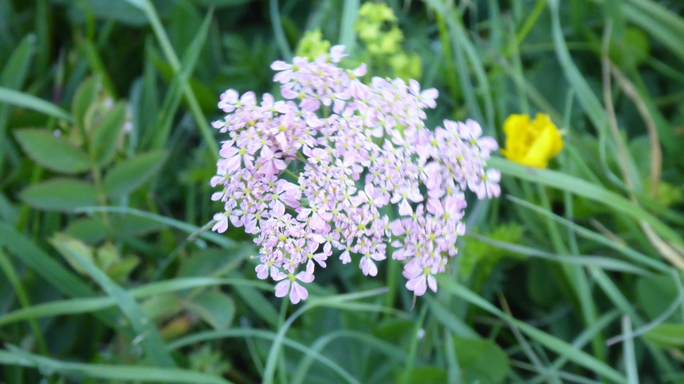 セリ科の白い花（シャクの仲間）