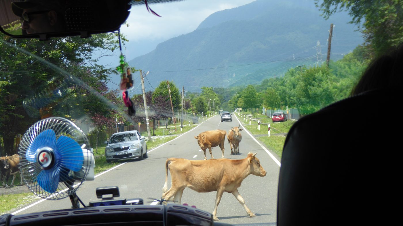 道路を悠々と渡る牛たち
