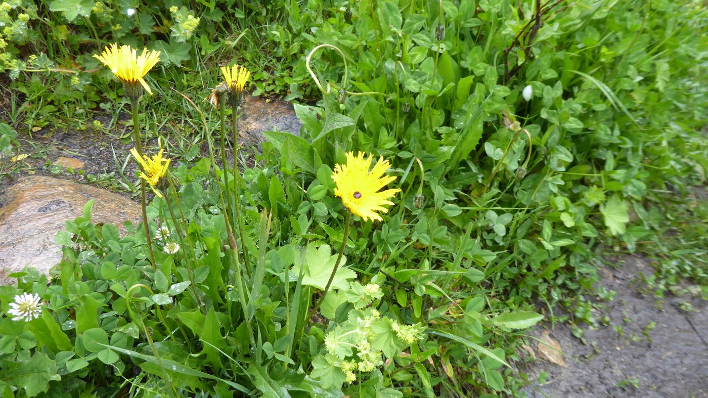 アルニカの仲間（黄色い野菊）