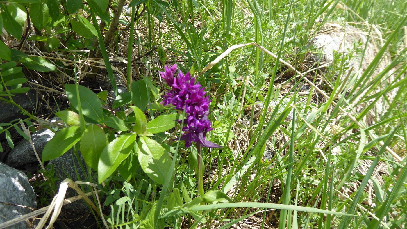 ラン科の紫の花（ハクサンチドリの仲間）