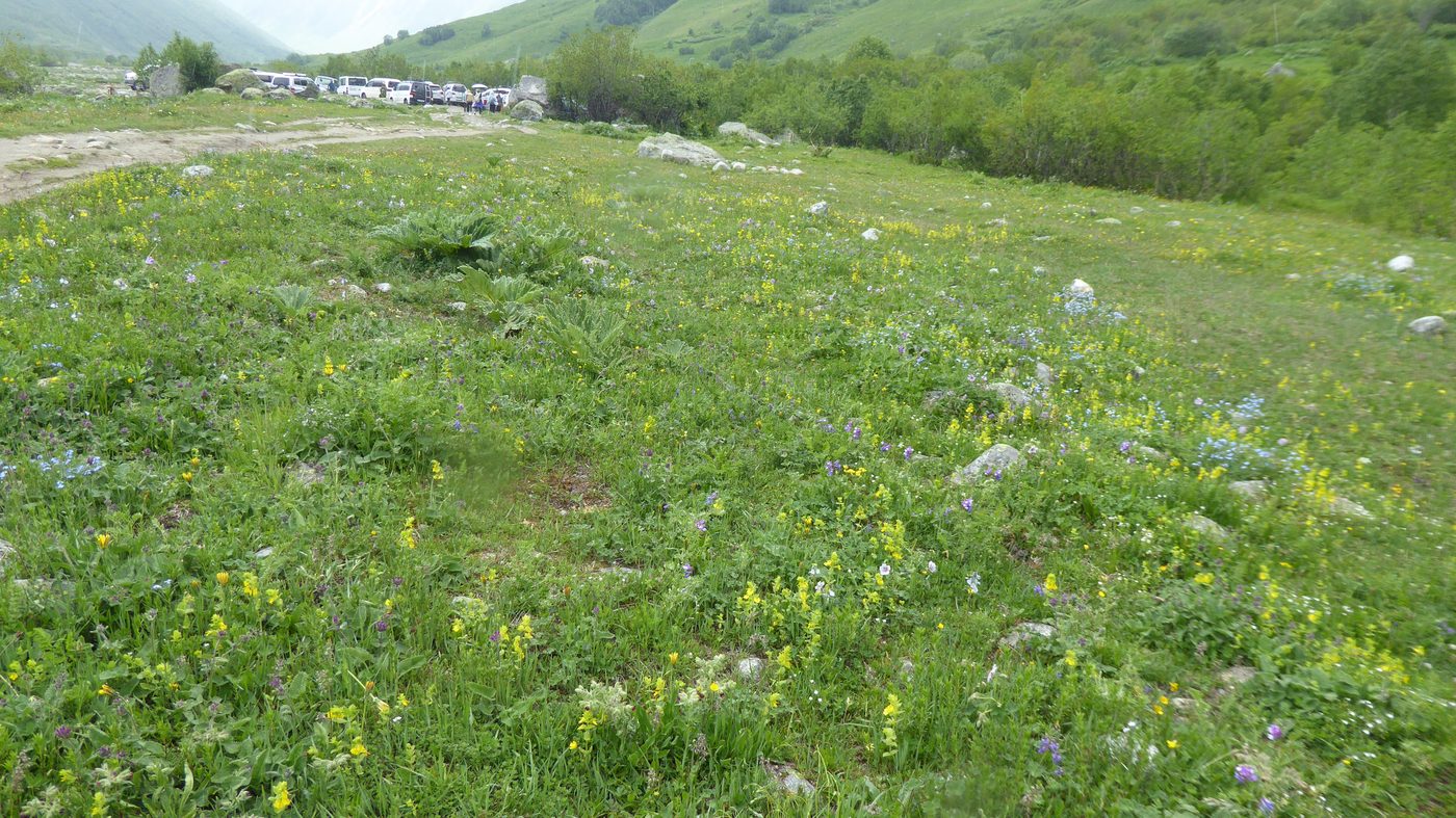 花の小道を歩く