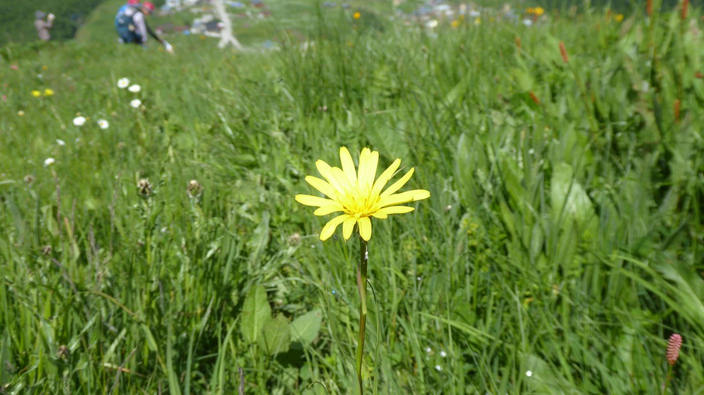 黄色いキク科の花（バラモンジンの仲間）
