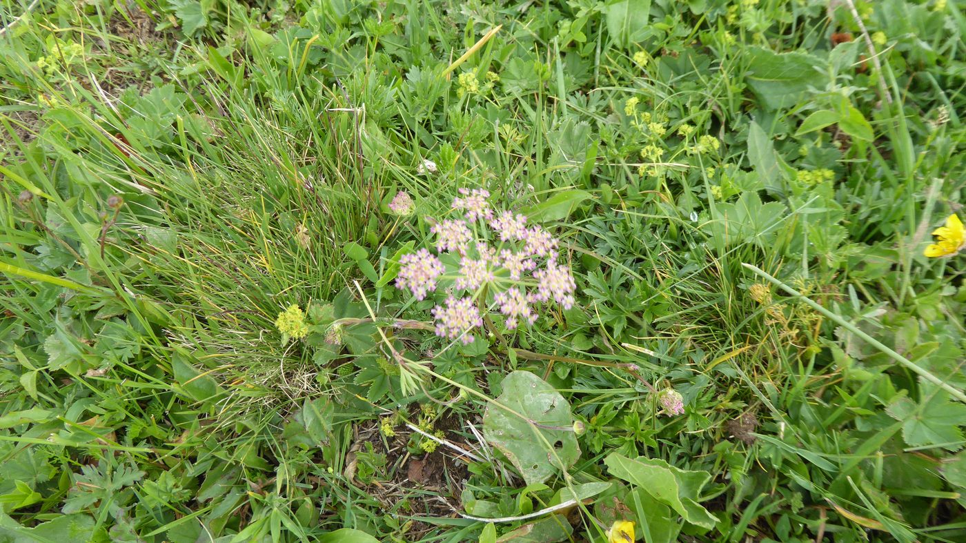 セリ科の淡桃色の花