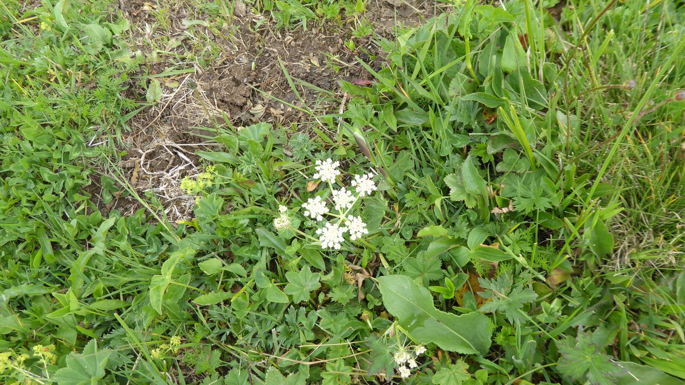 セリ科の白い小花