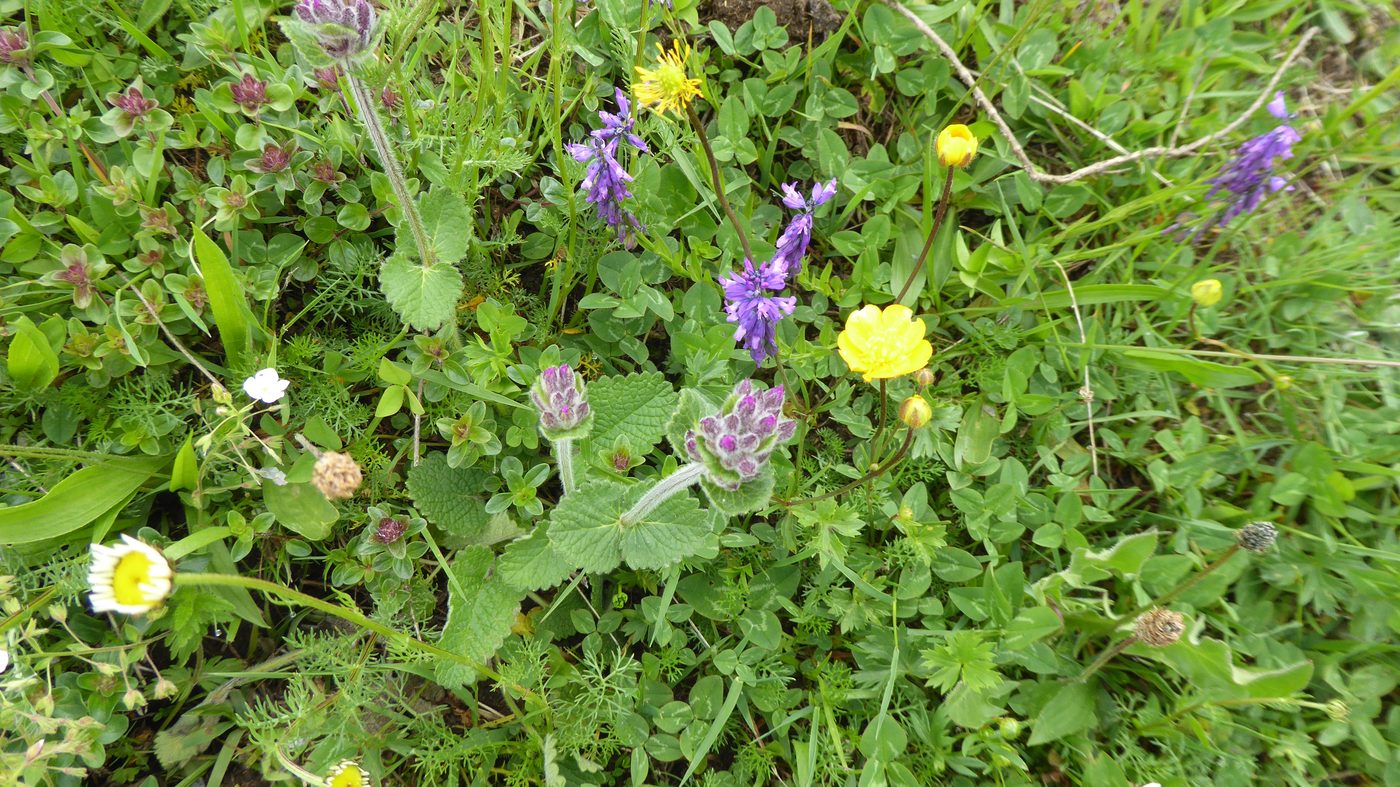 色とりどりの花の草地