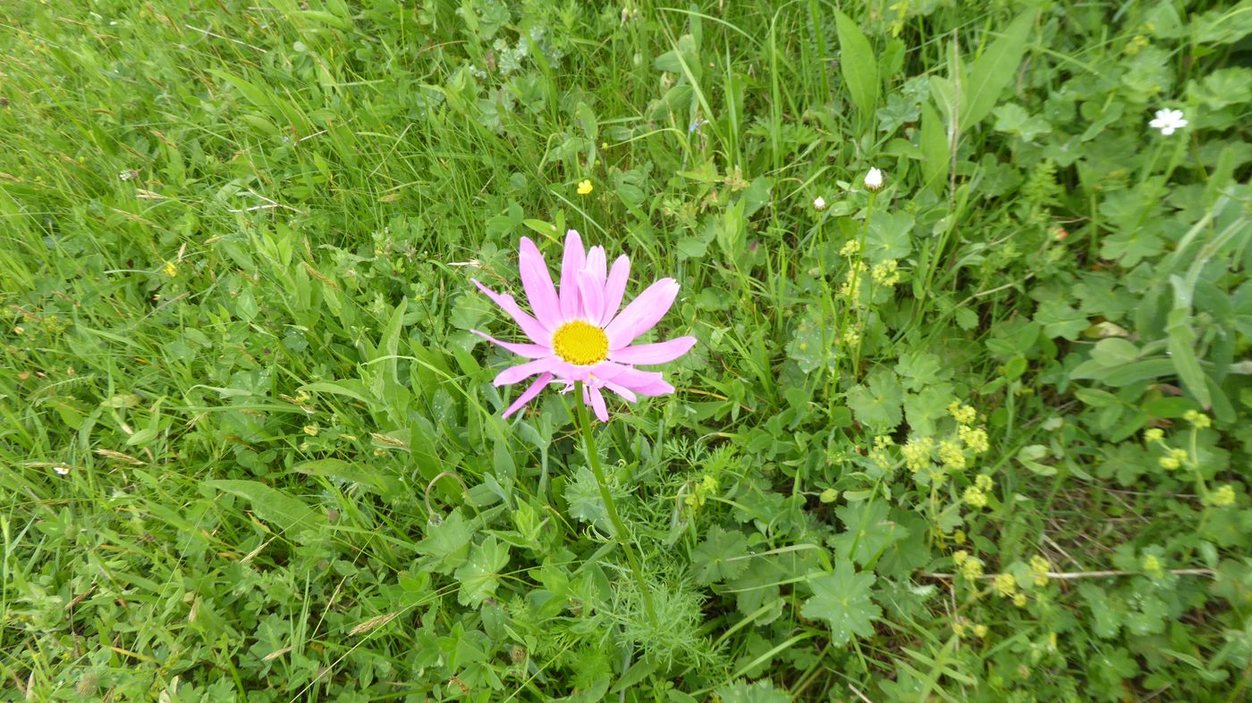 ピンクのキク科の花