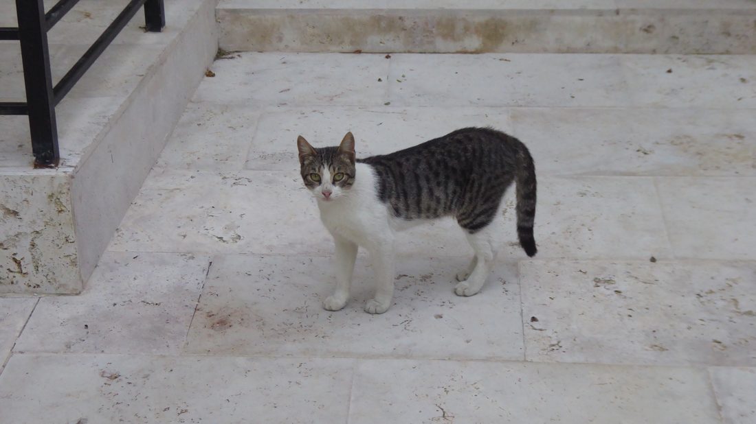 ホテルの前で出迎えてくれた猫